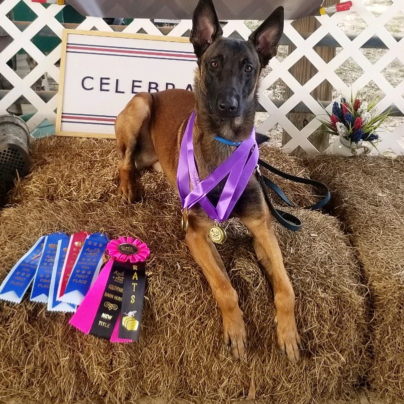 obedience-board-and-train-fort-walton-beach-fl-by-BTS-K9-03