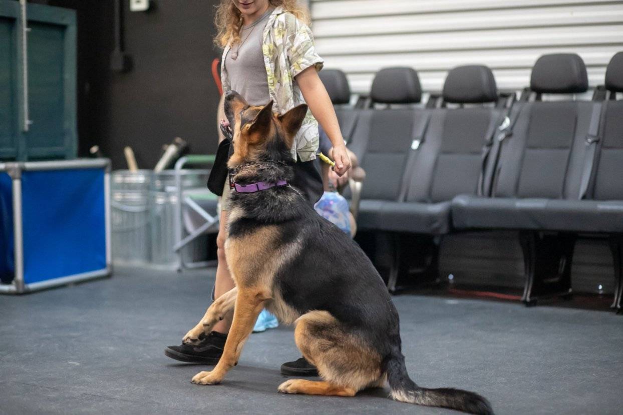 dog-trainer-near-me-fort-walton-beach-fl-by-BTS-K9-07