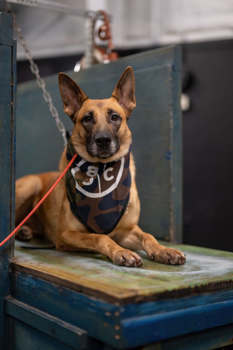 advanced-sport-dog-training-fort-walton-beach-fl-by-BTS-K9-0034