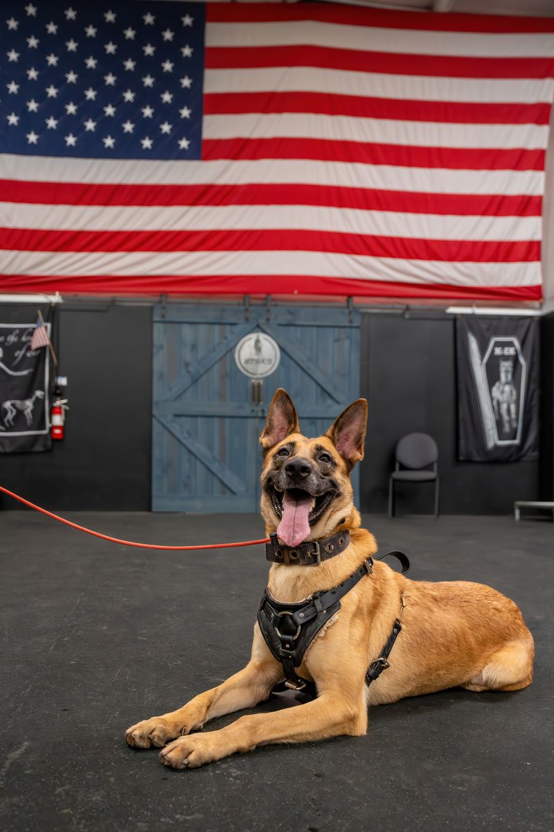 sport-dog-training-fort-walton-beach-fl-by-BTS-K9-0030